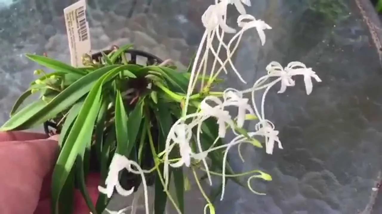 ORCHID CARE: NEOFINETIA FALCATA ORCHID TIPS TO BLOOM AND GROW