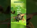 The fear of wasps is THIS