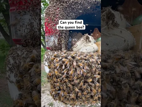 How to Find the Queen Bee
