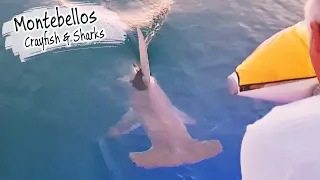 E78 – A HUGE Hammerhead SHARK & Crayfish at the Montebello Islands