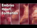 Do you know how is the Heart Formation In Embryo heart formation embryology animation