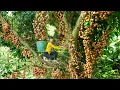 Download Lagu Harvesting Million Rambai Fruit in The Forest - Transport By 4 Wheel Off Road Truck To Sell
