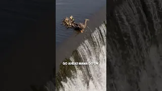 This Duckling Fell Down A Waterfall So Its Mom Did This 