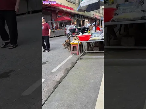 The intelligent dog prevented the puppy from going out to play because of the heavy traffic outside😇