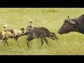 Download Wild Dogs Take 5 Buffalo Calves in an EPIC Feeding Frenzy! mp4 3gp mp3 videos - waplic