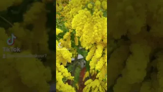 جورج وسوف ضعيف وياك لاكن بعدك حكون أضعف 