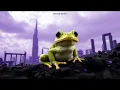 FrogPaper Free Automatic Desktop Wallpapers