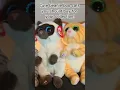 Cute beanie boo cats to buy for your follection