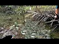 Download Lagu Bukan Ratusan Tapi Ribuan !! Macem Jenis Ikan Kekeringan Di Rawa Kebun Kelapa Sawi Yang Jauh.