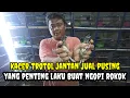 Download Lagu Nah !! yang ditunggu tunggu kios ini banyak burung gacor kepodang kacer poksay  pasar burung pramuka