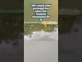 Download Lagu 🌀siulan sakti,ikan langsung menampakan diri 100%ampuh #shorts