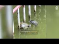 Hero Turtles Rush To Save Struggling Friend