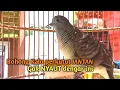 Download Lagu Perkutut Betina memanggil Jantan 100% Suara MEMIKAT ampuh menjadikan Perkutut lokal Gacor dg CEPAT