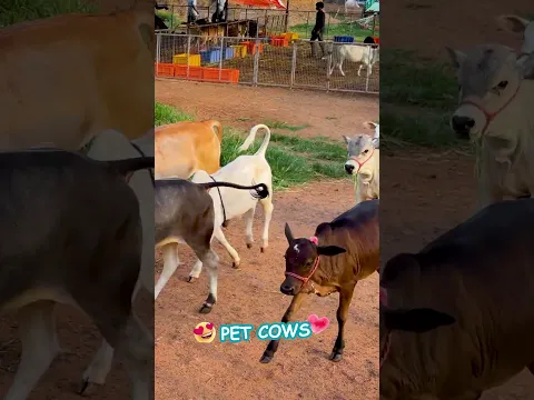 Can You Believe This Cow Is Only 1–2 Feet Tall? 🐄😍 #MiniCow #TinyCattle #Animals #Cute