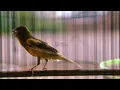 Download Lagu kenari gacor durasi panjang, Full Isian, Non Stop, Untuk Pancingan, Ngerek Kawin, Cengkok Mewah