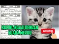 Kucing ngaji suara merdu surat al ashri, al humazah, dan al fiil