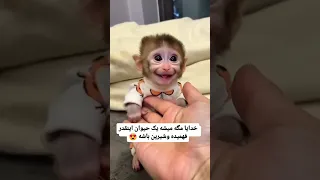 آخه من ک مردم برات قند و عسل کیوت بامزه کلیپ طنز حیوانات Cute Animals Monkey 
