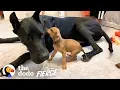 Tiny Scared Puppy Falls In Love With A 120-Pound Great Dane The Dodo Little But Fierce