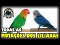 Download Lagu DIFERENTES TIPOS DE AGAPÓRNIS LILIANE - MUTAÇÕES