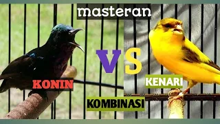 masteran burung konin dan kenari terapi gemercik air