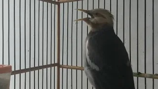 jalak hybrid gacor full isian masteran u0026 pancingan burung jalak hybrid jalak putih x jalak suren