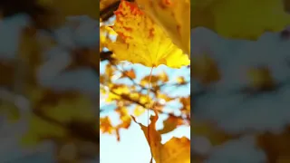 AREGAHEGN WERASH አረጋኸኝ ወራሽ ቆየት ያሉ ዘፈኖች ስብስብ 