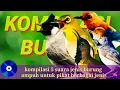 Download Lagu Pikat burung ribut paling dicari