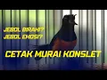 Download Lagu Murai Batu Konslet | Simak Video ini Sebelum Cetak Murai Konslet