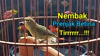latest pleci shoots tirrr female prenjak
