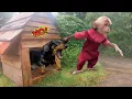 Download Lagu How Monkey Bon Rescued the Puppy and Became Best Friends with Him