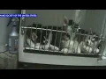New pet store ordinance goes into effect