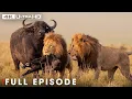 Predators vs Prey Herbivores and Carnivores FULL EPISODE Wildlife Documentary