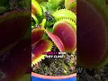 Flytrap Catches Spider Without Knowing