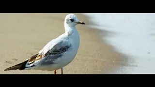 أجمل ما غنى المرحوم الشيخ الهامل 