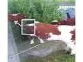 INSANE COWS EATS OFF MOMS GARDEN IN THE GROUND