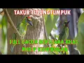 Suara Burung Takur Tulungtumpuk  Asli Full Gacor tanpa jeda dikandang semi alam.|Diyanaoke Channel