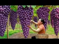 Download Lagu Harvesting 100kg of Fresh Grapes and Selling Them at the Market – Gardening and Vegetable Care