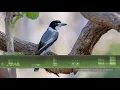 Download Lagu Suara dan Nyanyian Burung Jagal Abu-abu