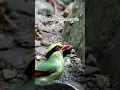Download Lagu Burung murai hijau jawa / ekek keling #burung #thebirdsonggroup #alam #kicauanburung #suaraburung #pengamatanburung