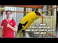 Download Lagu PAKAI CARA INI❗ KEPODANG OMBYOKAN DIRAWAT KONSISTEN BERHASIL GACOR DAN SEMI JINAK 🤩😍