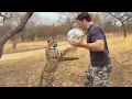 Download Cheetahs Play Football | Deadly 60 | Series 3 | BBC mp4 3gp mp3 videos - waplic