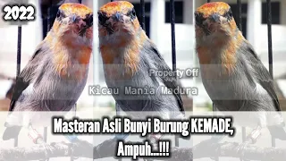 Download Masteran Asli Bunyi Burung Kemade Terbaru 2022, Ampuh...!!! MP3