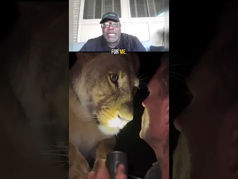 Lion In Safari Vehicle — A Little Too Much Adventure For Me