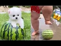 Download Lagu 2024 Chó Phốc Sóc Mini 😍 Funny and Cute Pomeranian💖#22 直