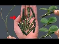 Download Lagu Het geheim om orchideeën eenvoudig te vermeerderen, direct op de tak en ze te laten bloeien!