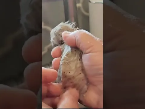 No era un gato 😯