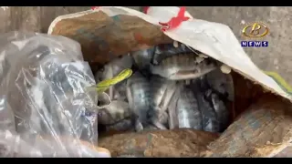 कोल्हापुरातील पर्यटकांचं आकर्षण असलेल्या रंकाळा तलावात होतीय बेकायदेशीर मासेमारी