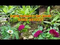 Mama berkebun dan jawab komen penonton #dedymulyadi #sinauhurip #egoadriano #partitv #sosialodgj 