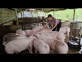 Download Lagu How to choose breeding sows, choose sows that give birth to many piglets ( Ep 366 )