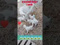 Download Lagu Best Ever 5 Bache Dene Wali bakri.  #goats #goat #love #animal #goatfarming